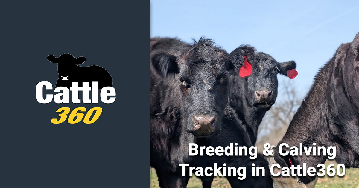 Cattle360 breeding and calving feature banner.